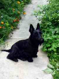 BEDDOG Home Page