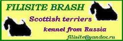 FILISITE  BRASH  kennel