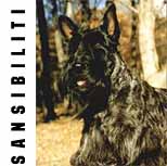 Питомник Sansibiliti